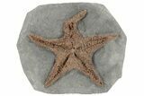 Exceptionally Preserved Fossil Starfish #213176-1